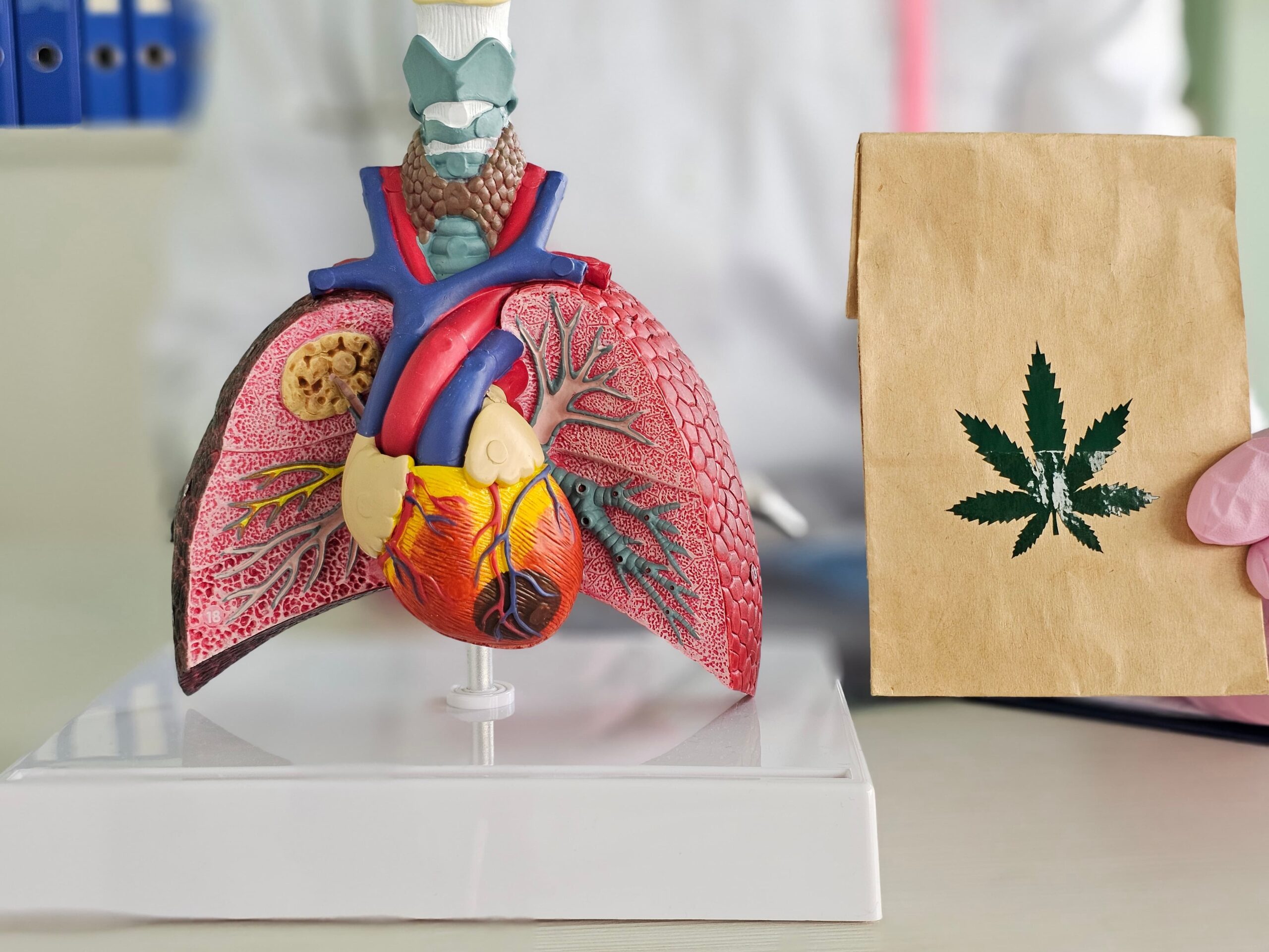 infographic of internal organs damaged by prolonged drug use